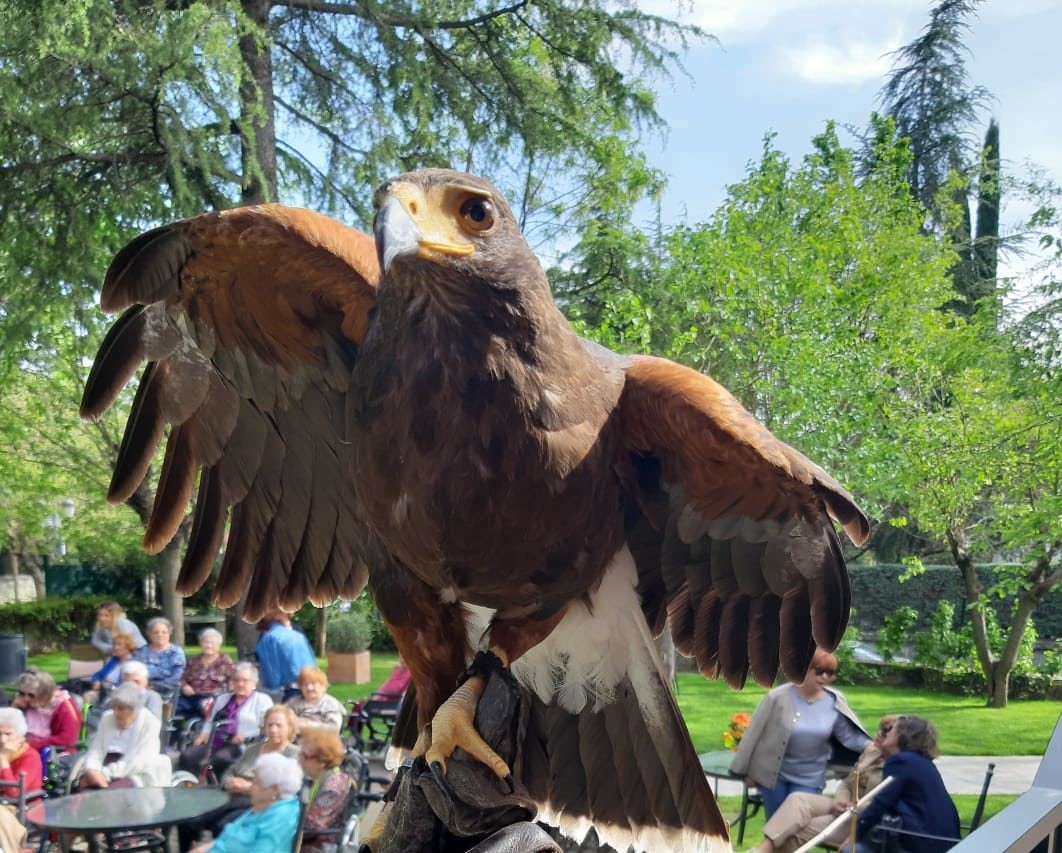 La terapia con aves rapaces en ORPEA Aravaca mejora la salud de los mayores